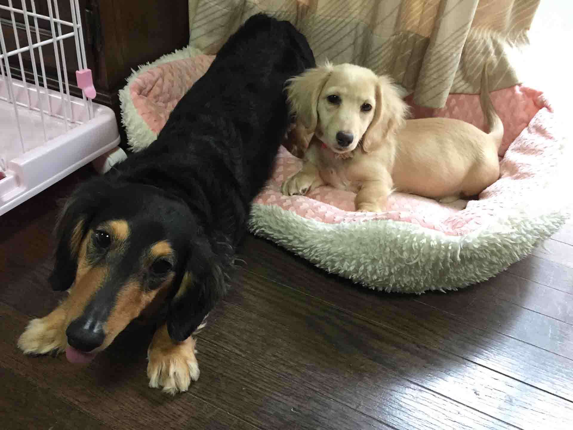 ナナとモモ